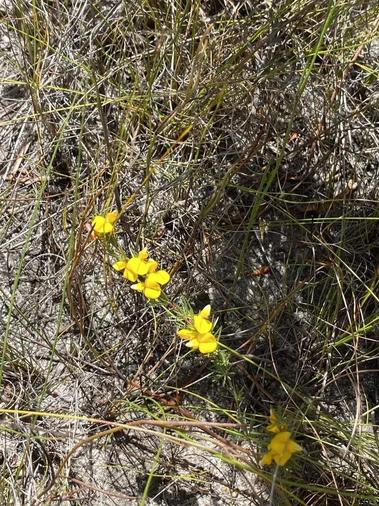 Aspalathus Filicaulis