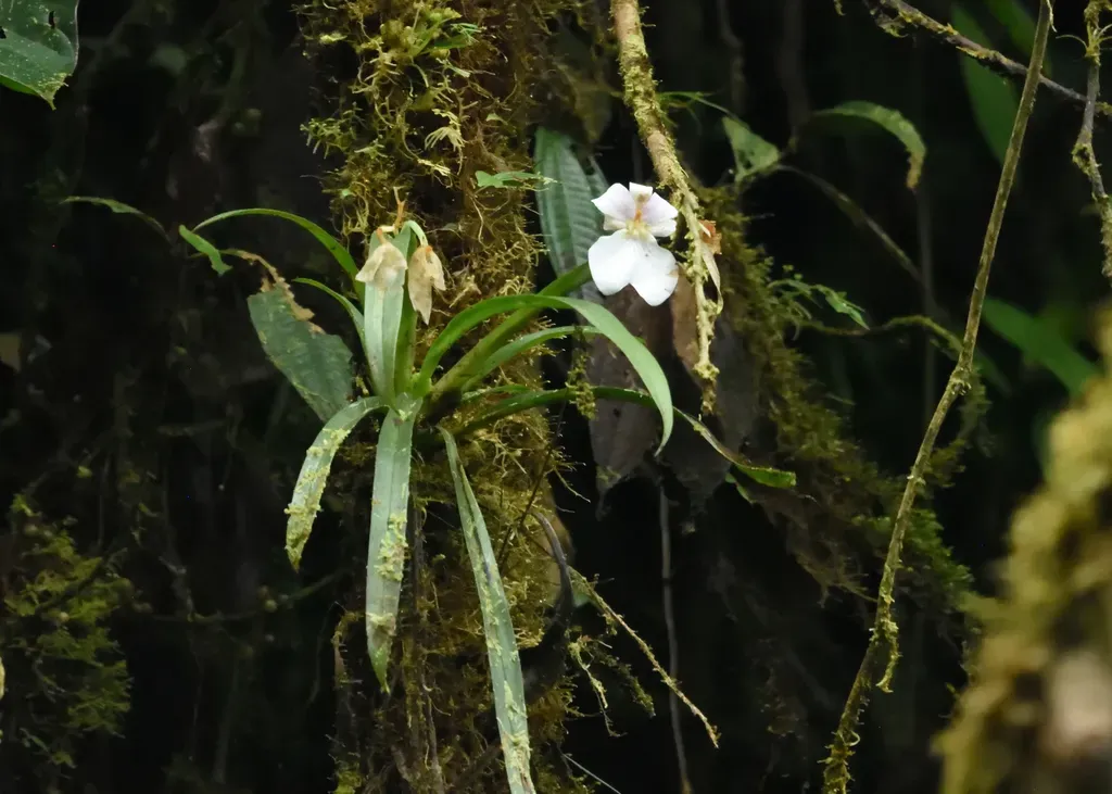 Miltoniopsis Vexillaria