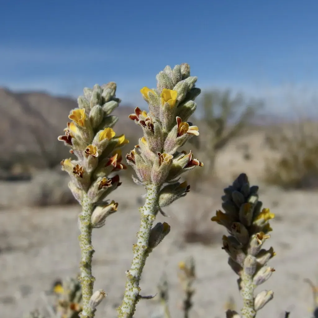 Errazurizia Megacarpa