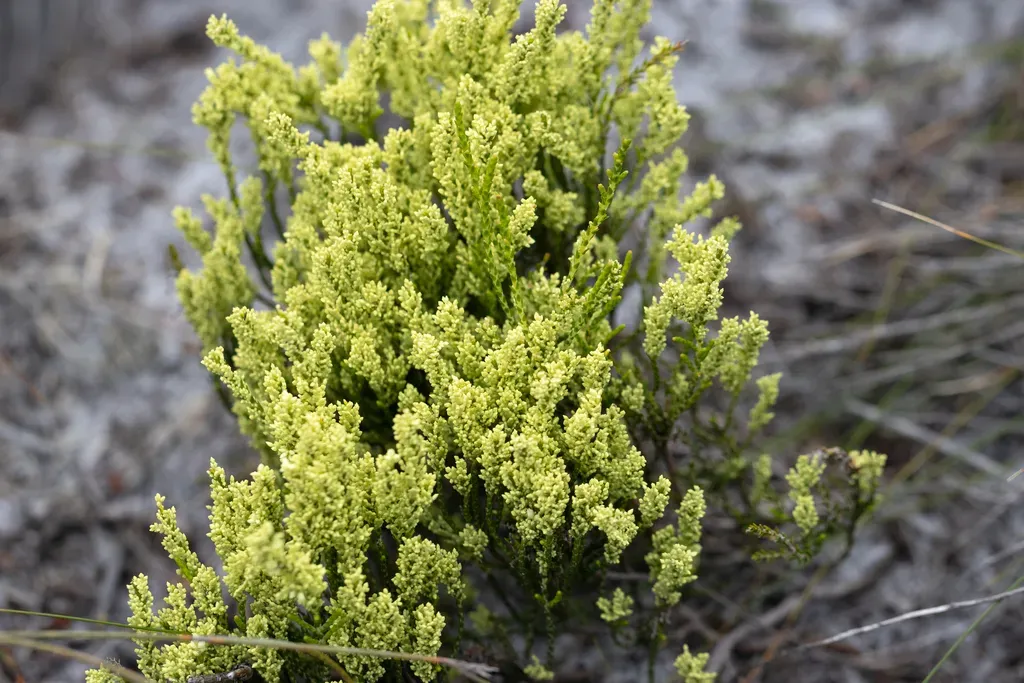 Oligarrhena Micrantha