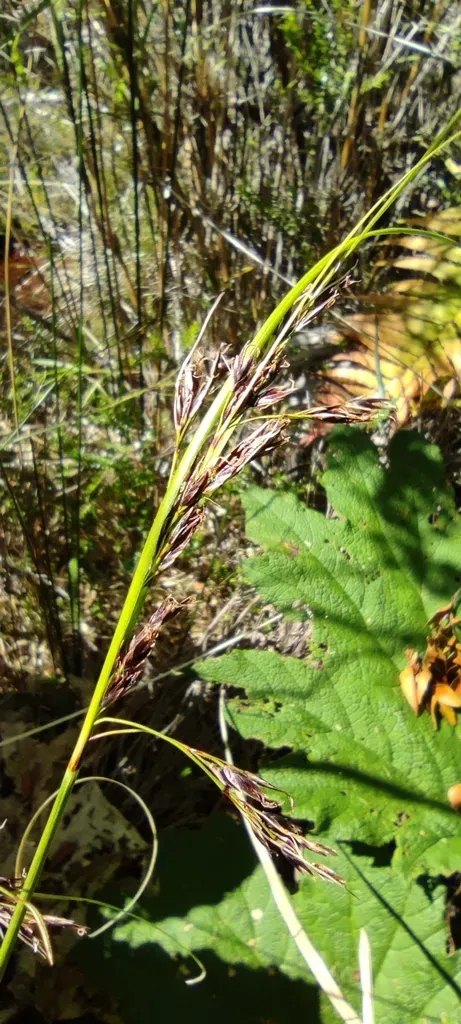 Schoenus Rhynchosporoides