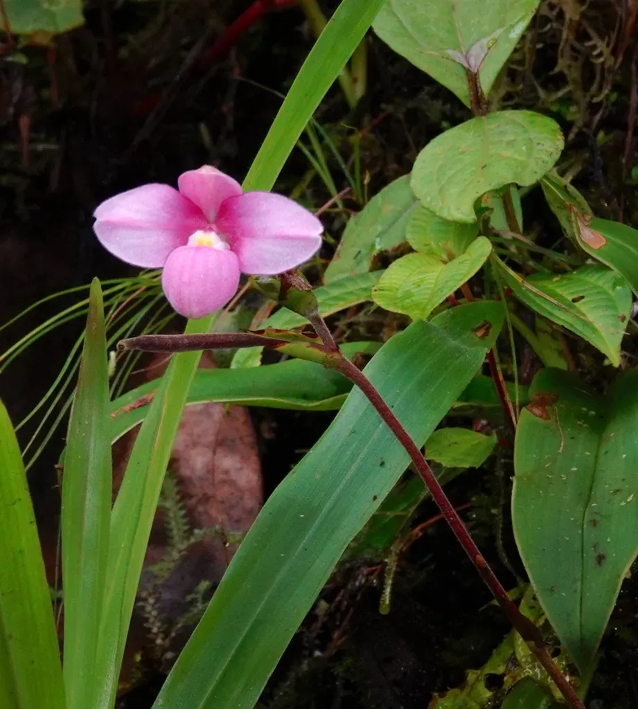 Phragmipedium × Narinense