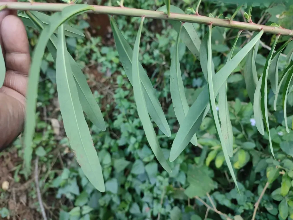Euphorbia Rothiana