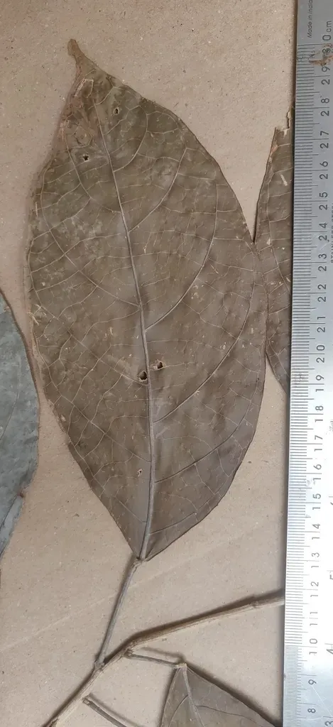 Epiprinus Mallotiformis