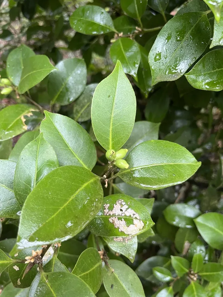 Symplocos Lucida