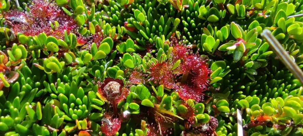Chilean Sundew
