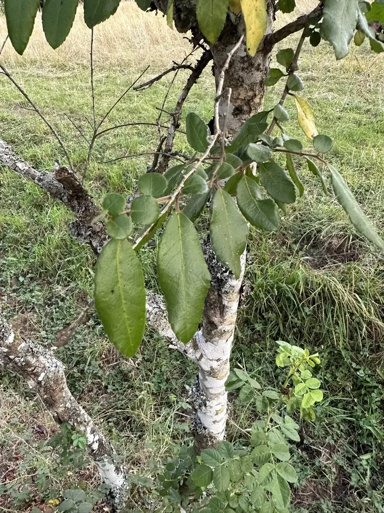 Saw-tooth Azara