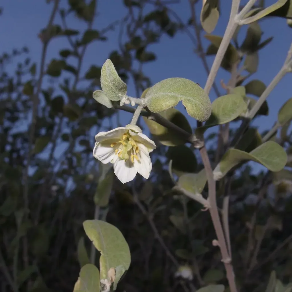 Viscainoa Geniculata