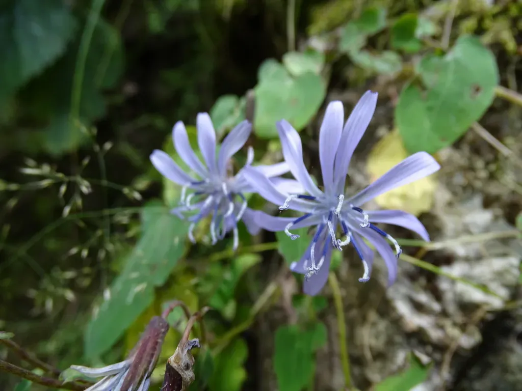 Melanoseris Macrorhiza