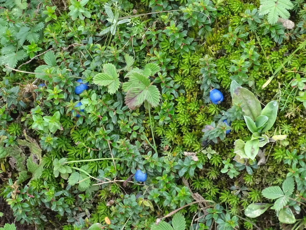 Himalayan Snowberry