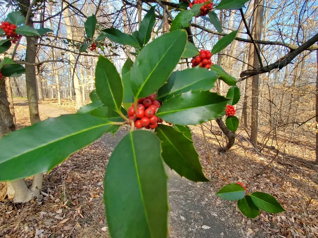 Ilex Koehneana
