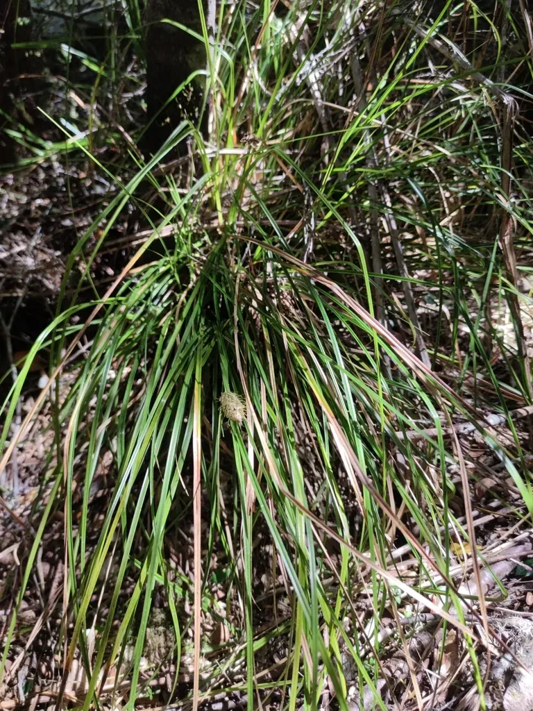 Carex Dolichophylla
