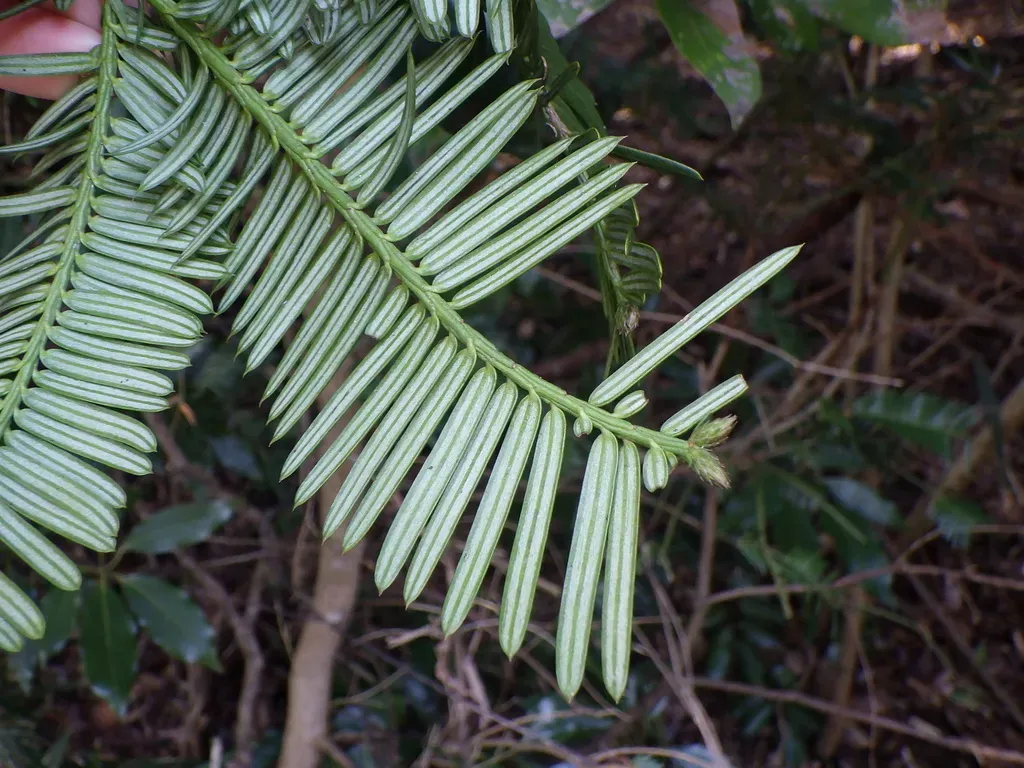Dwarf Japanese Plum Yew