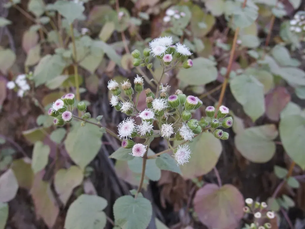Ageratina Viscosissima