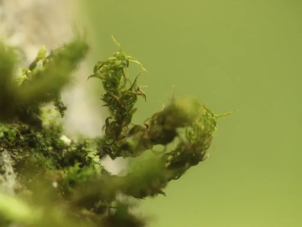 Calyptopogon Mnioides