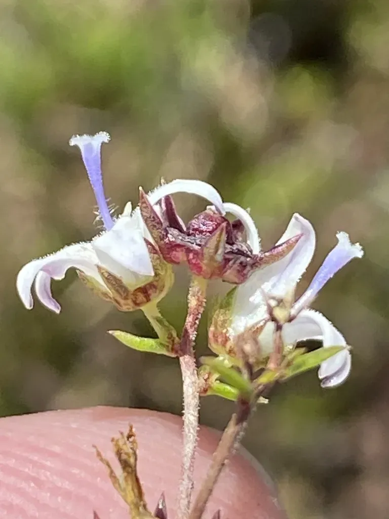 Wahlenbergia Rubioides