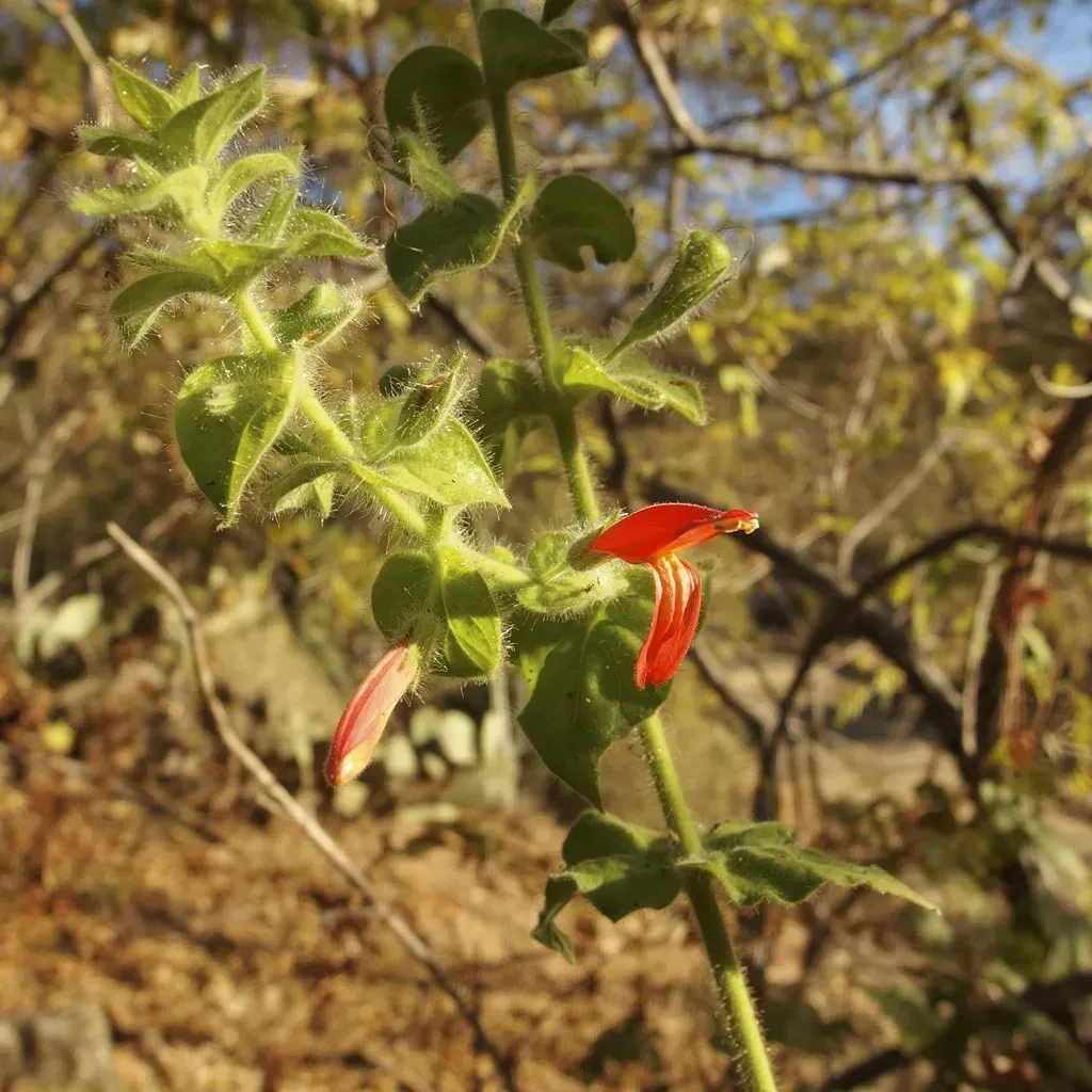 Purpus' Hummingbird Flower