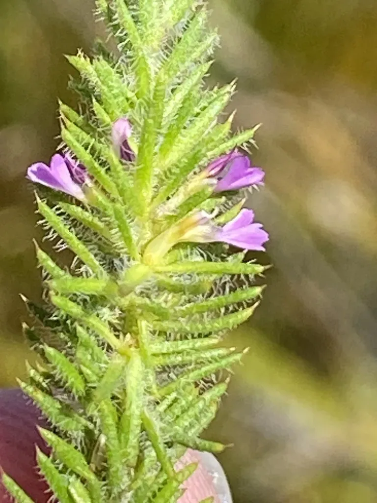 Muraltia Caledonensis