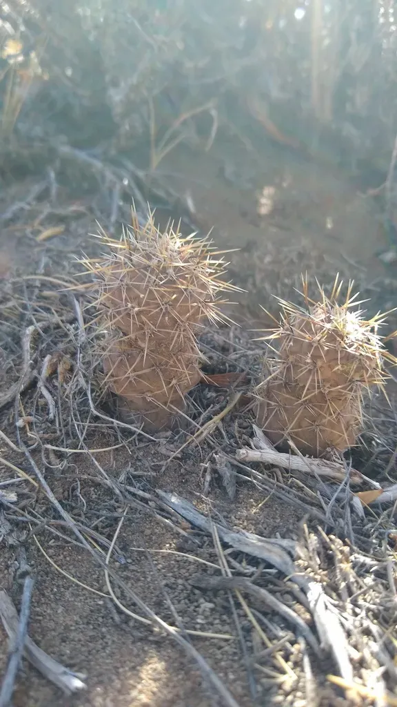 Pterocactus Hickenii