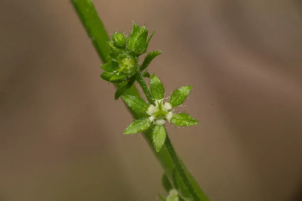 Chiropetalum Griseum