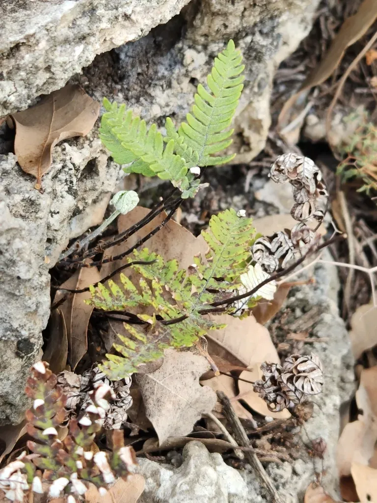 Copeland's Cloak Fern