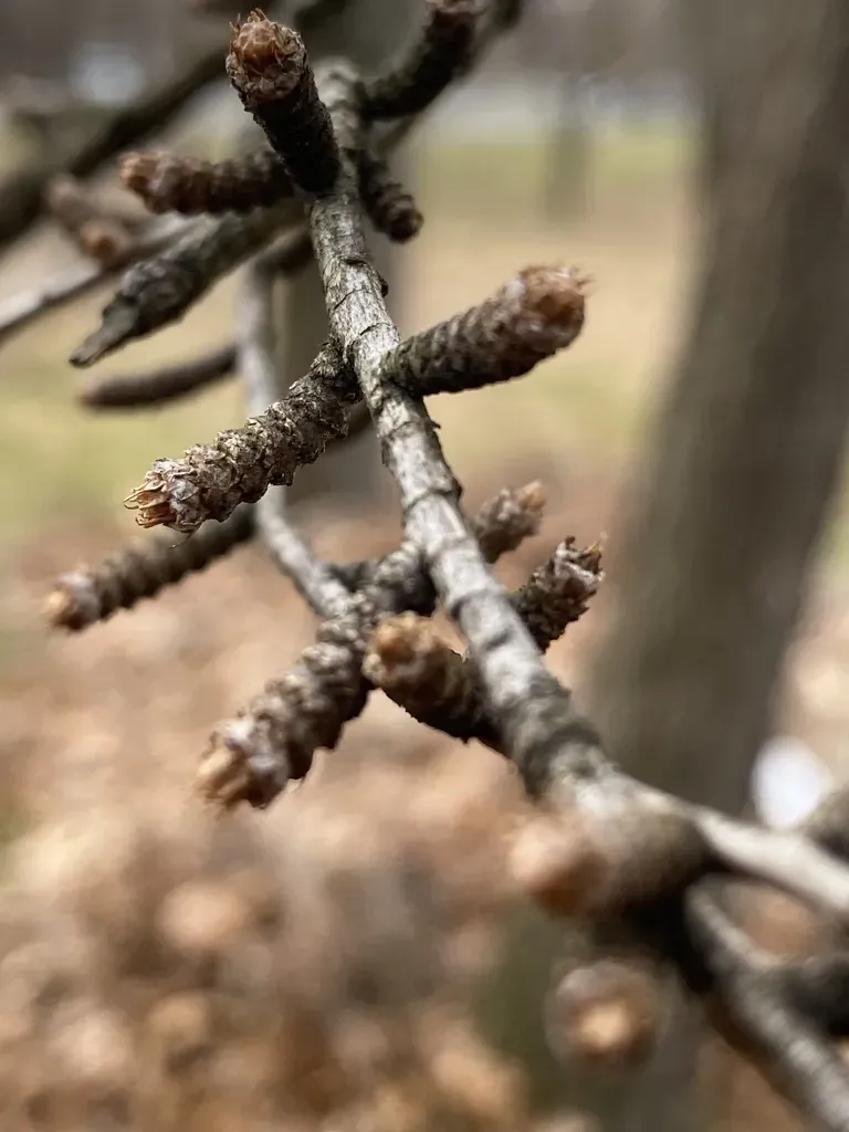 Chinese Golden Larch