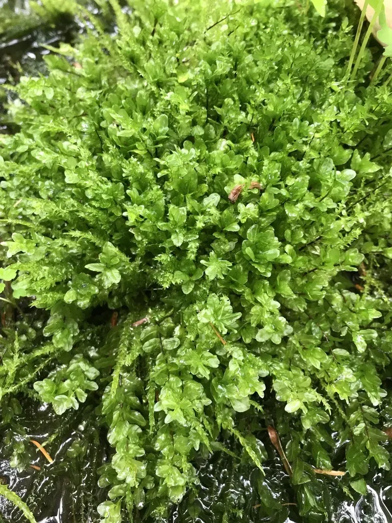 River Thyme Moss