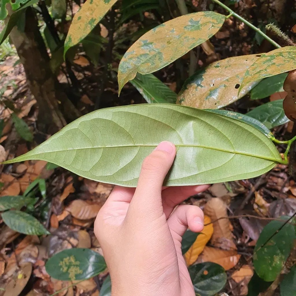 Scorodocarpus Borneensis