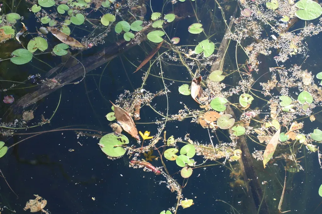 Nymphoides Aurantiaca