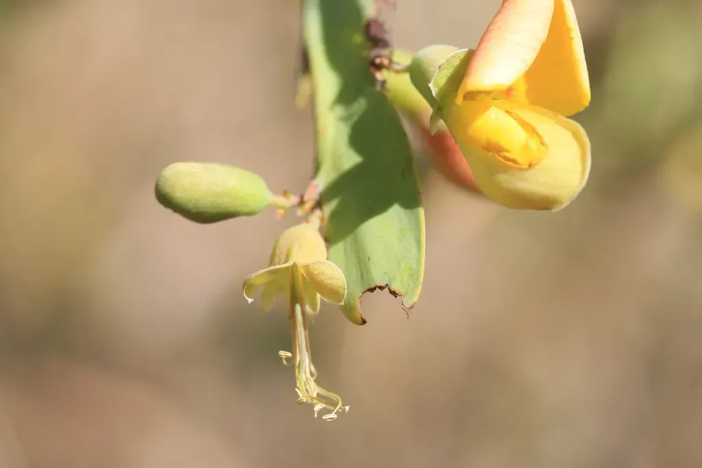Holly-leaved Pea Flower