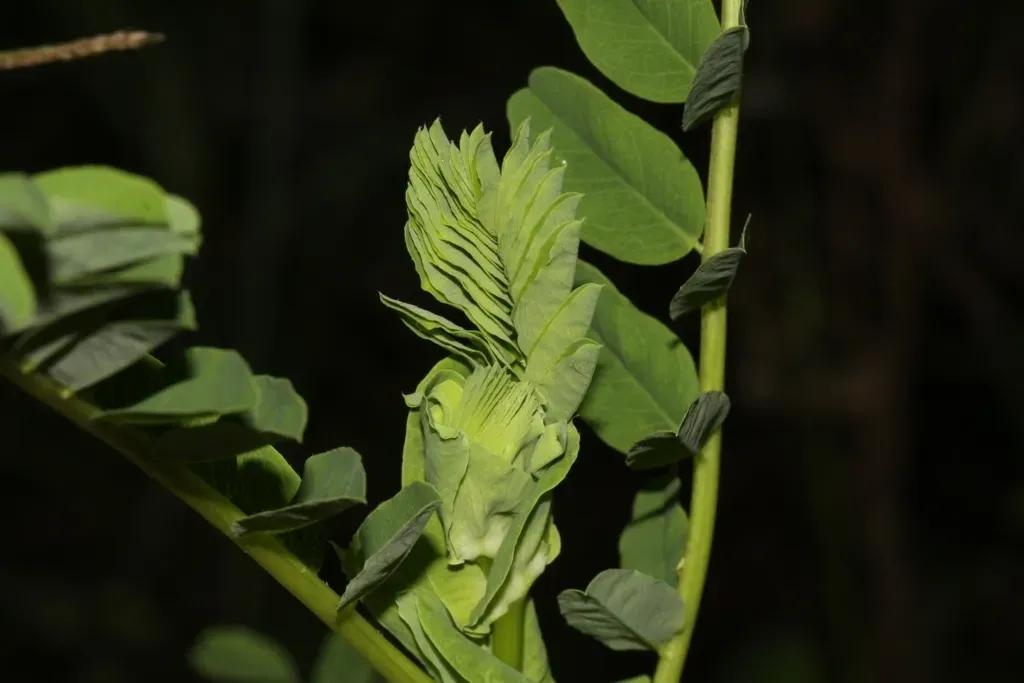 Astragalus Atropilosulus