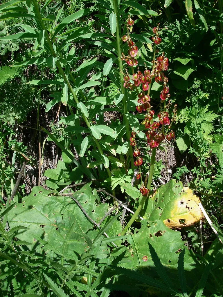 Rheum Wittrockii