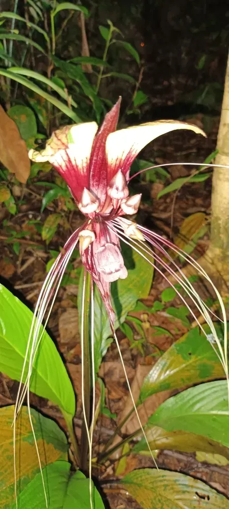 Tacca Cristata