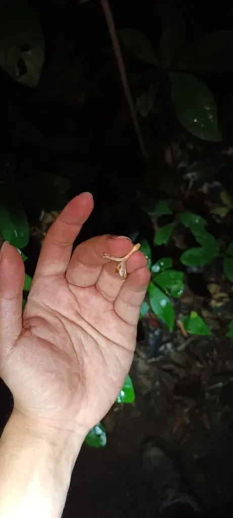 Willughbeia Tenuiflora