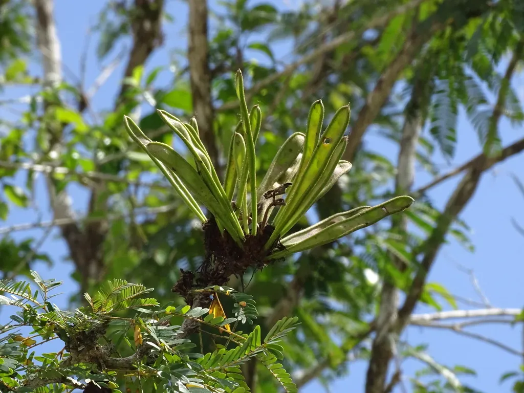 Calliandra Belizensis