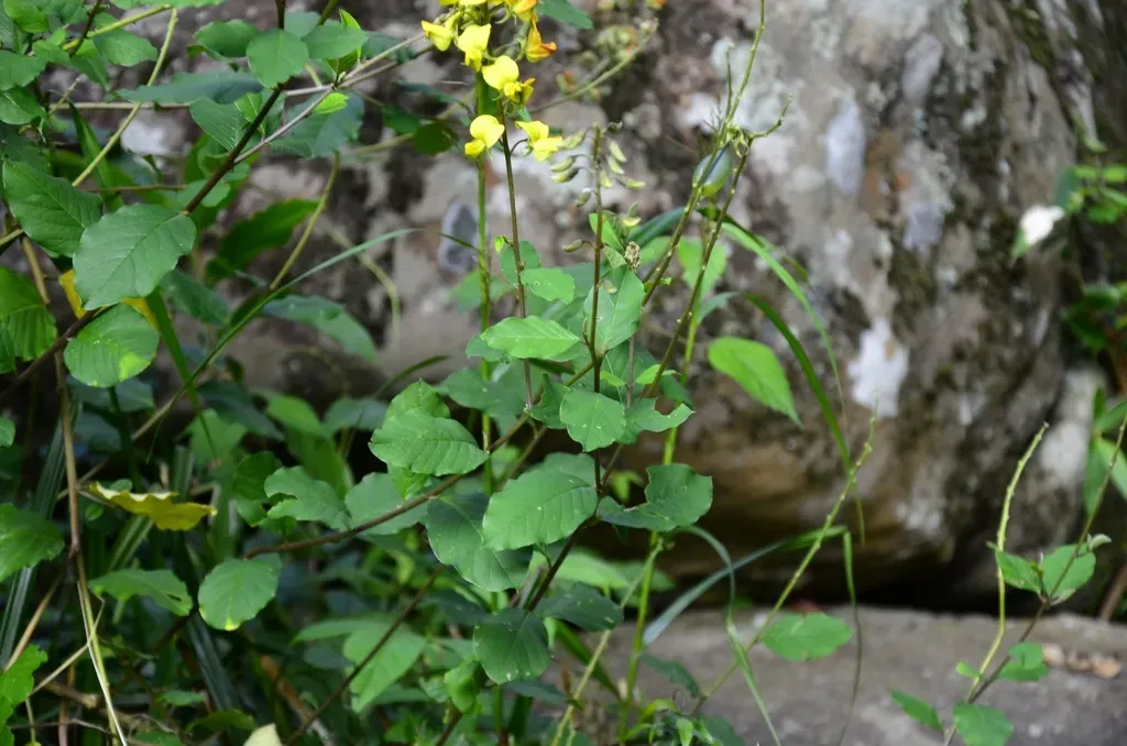 Crotalaria Semperflorens