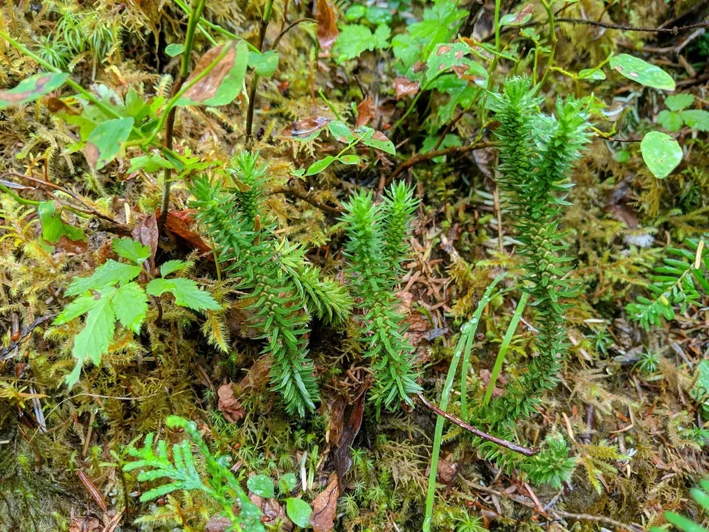 Pacific Clubmoss