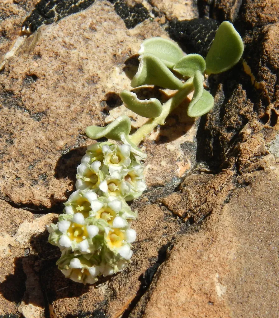 Utah Mortonia