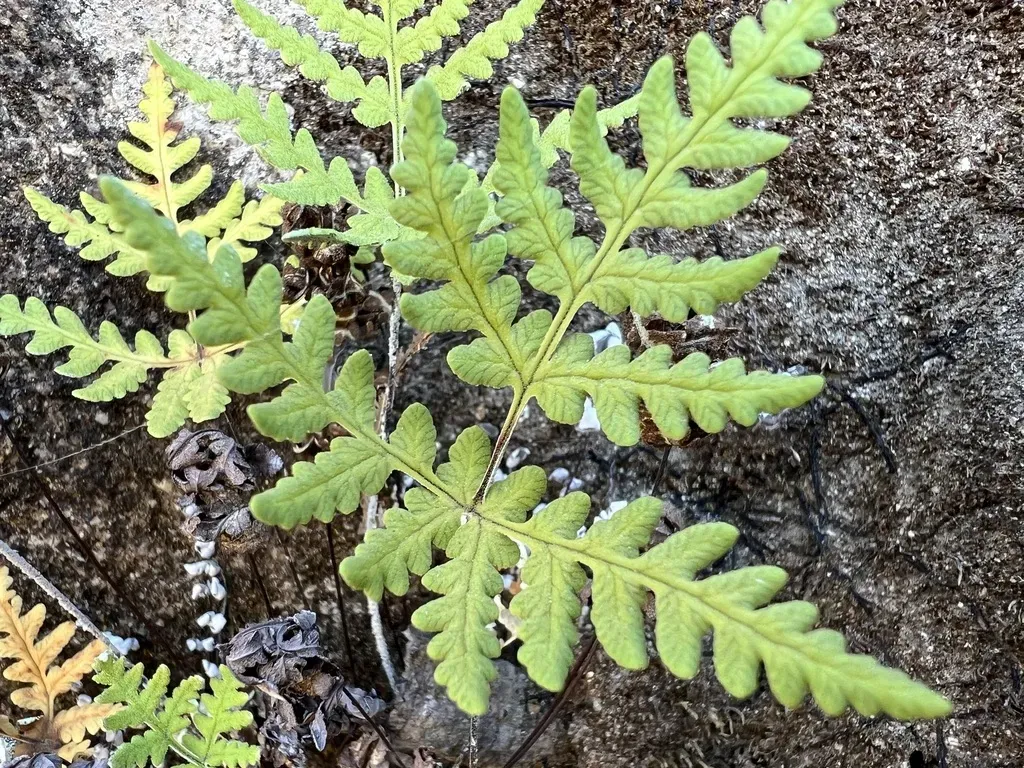 Maxon's Goldback Fern