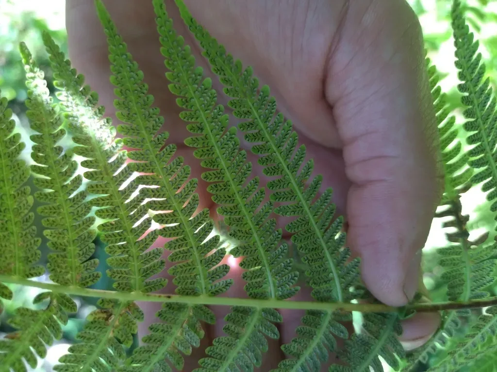 Amauropelta Decurtata