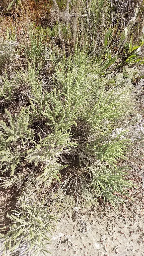 Leafy Jointed Glasswort