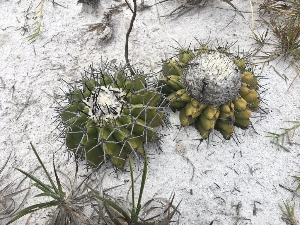 Discocactus Pseudoinsignis