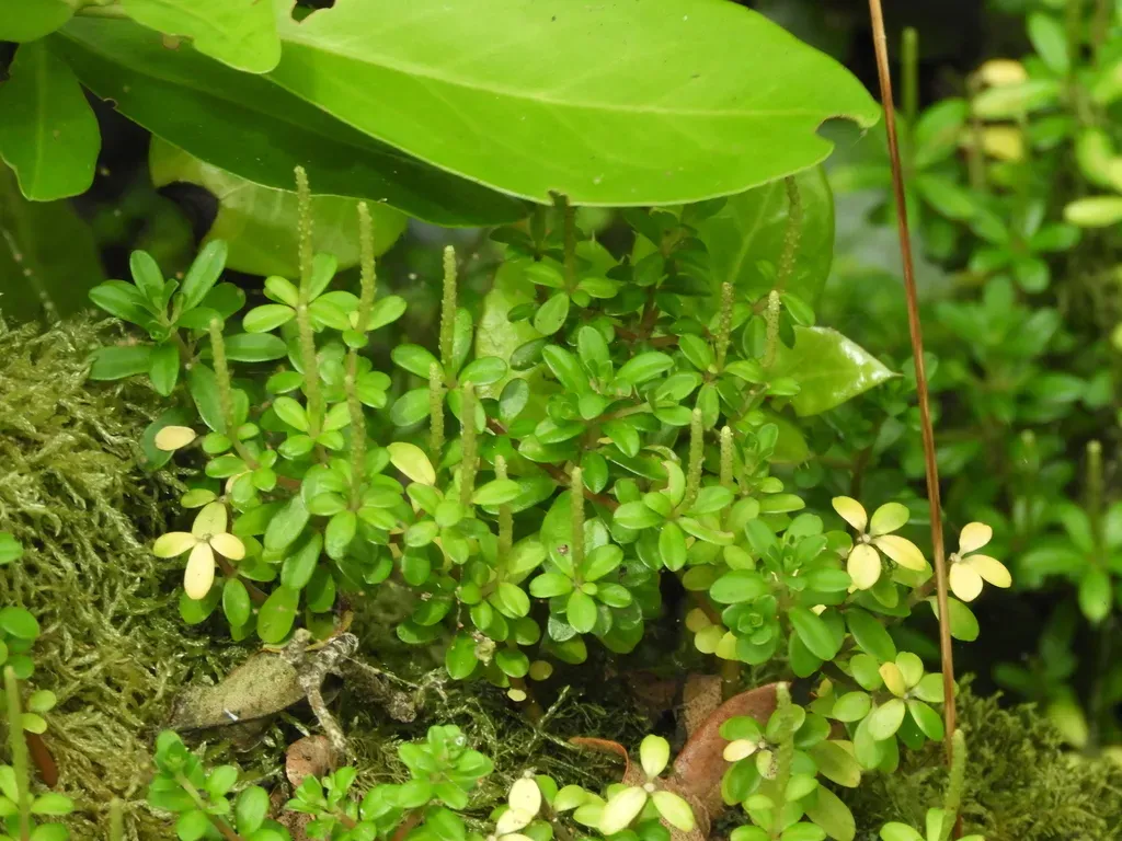Peperomia Coquimbensis