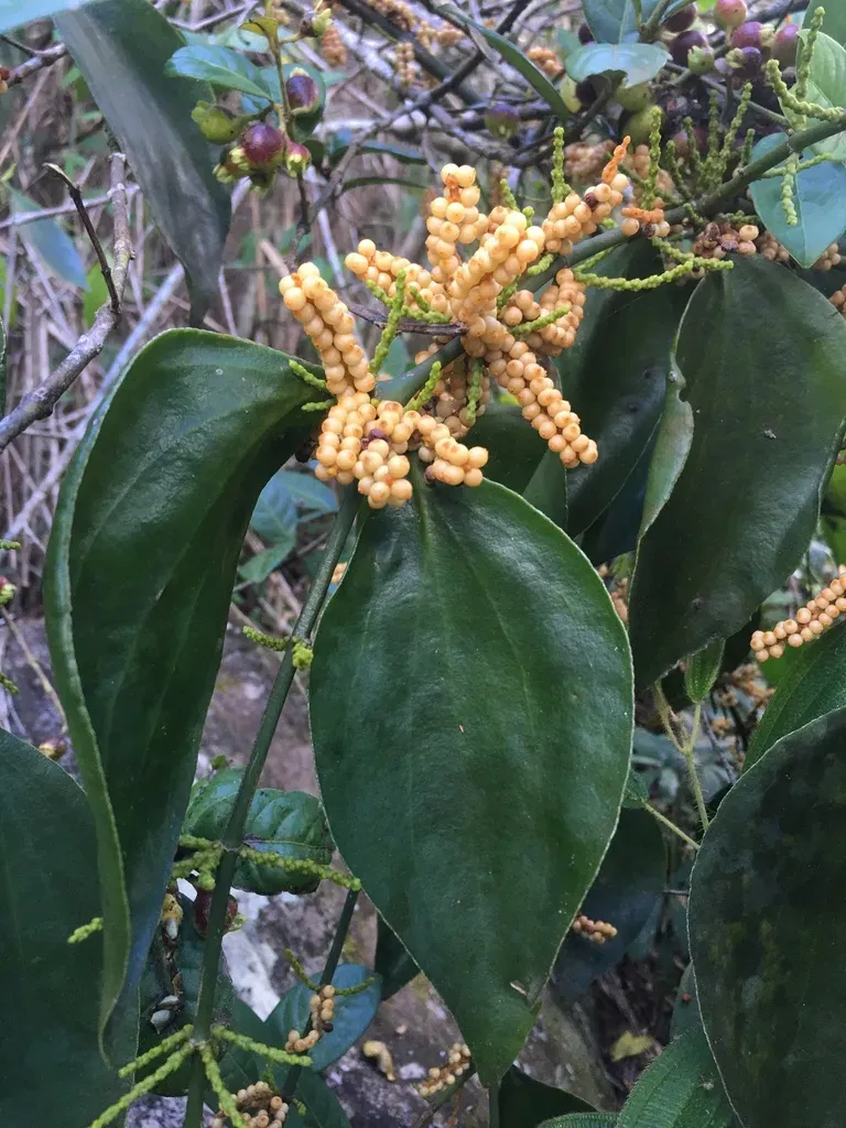 Phoradendron Crassifolium
