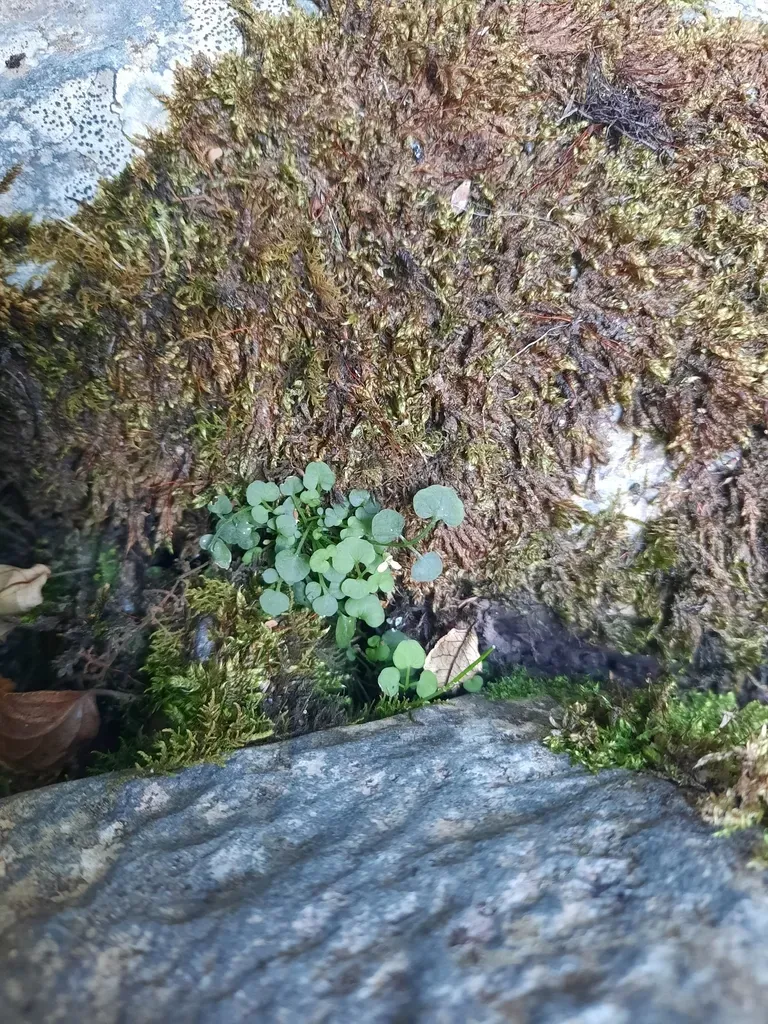 New Zealand Bittercress