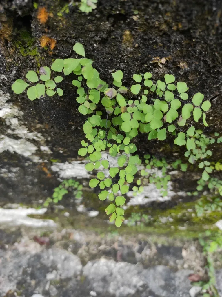 Hairy Maidenhair Fern