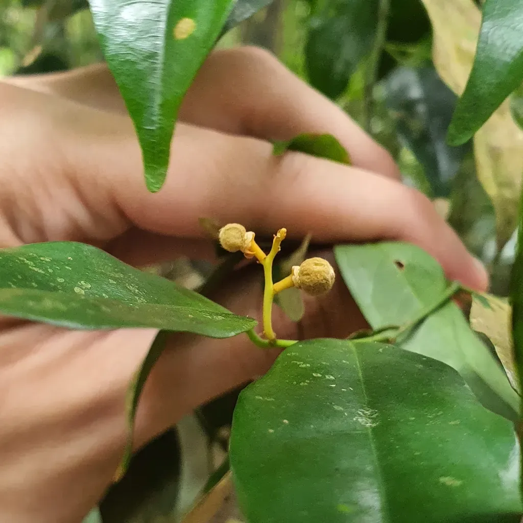 Xanthophyllum Eurhynchum