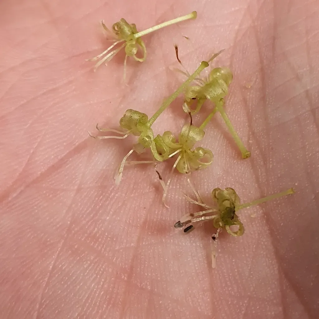 Aspidopterys Concava