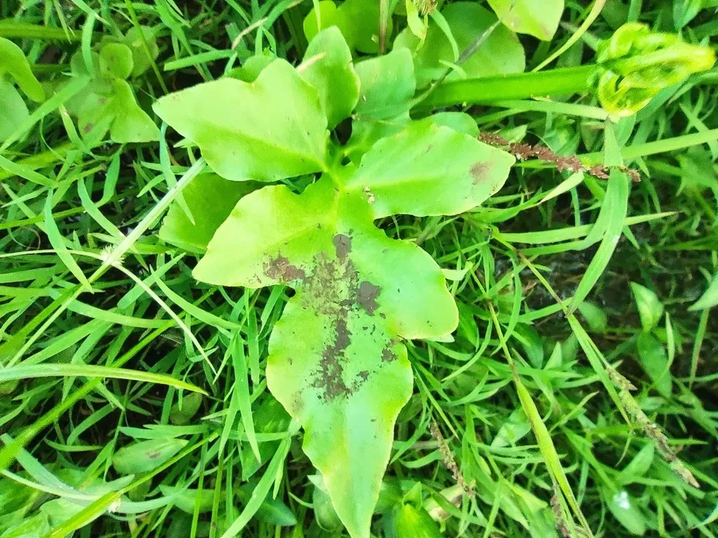 Broad-leaf Water Sprite