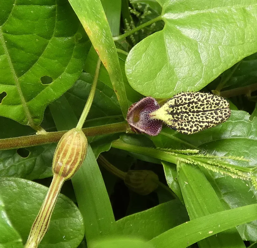 Aristolochia Papillaris